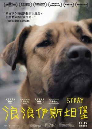 【電影萬花筒】浪浪伊斯坦堡