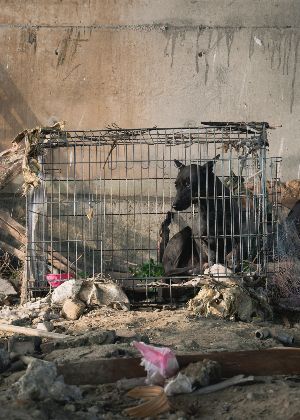 2025 桃園電影節《囚犬》+《五花肉》