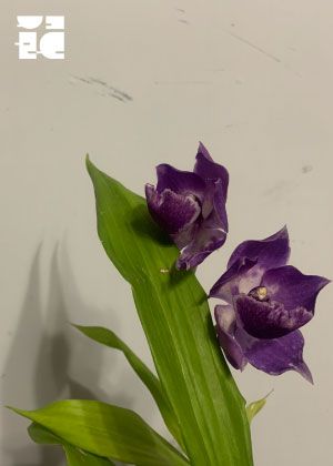 2026新點子實驗場 窮劇場《凡尼亞舅舅》階段呈現