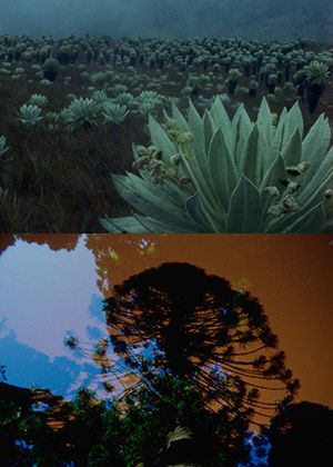 地骨群島：致邦亞+士兵之湖：土地印記