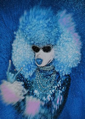 2026臺北兒童藝術節：《閃亮貴賓犬》